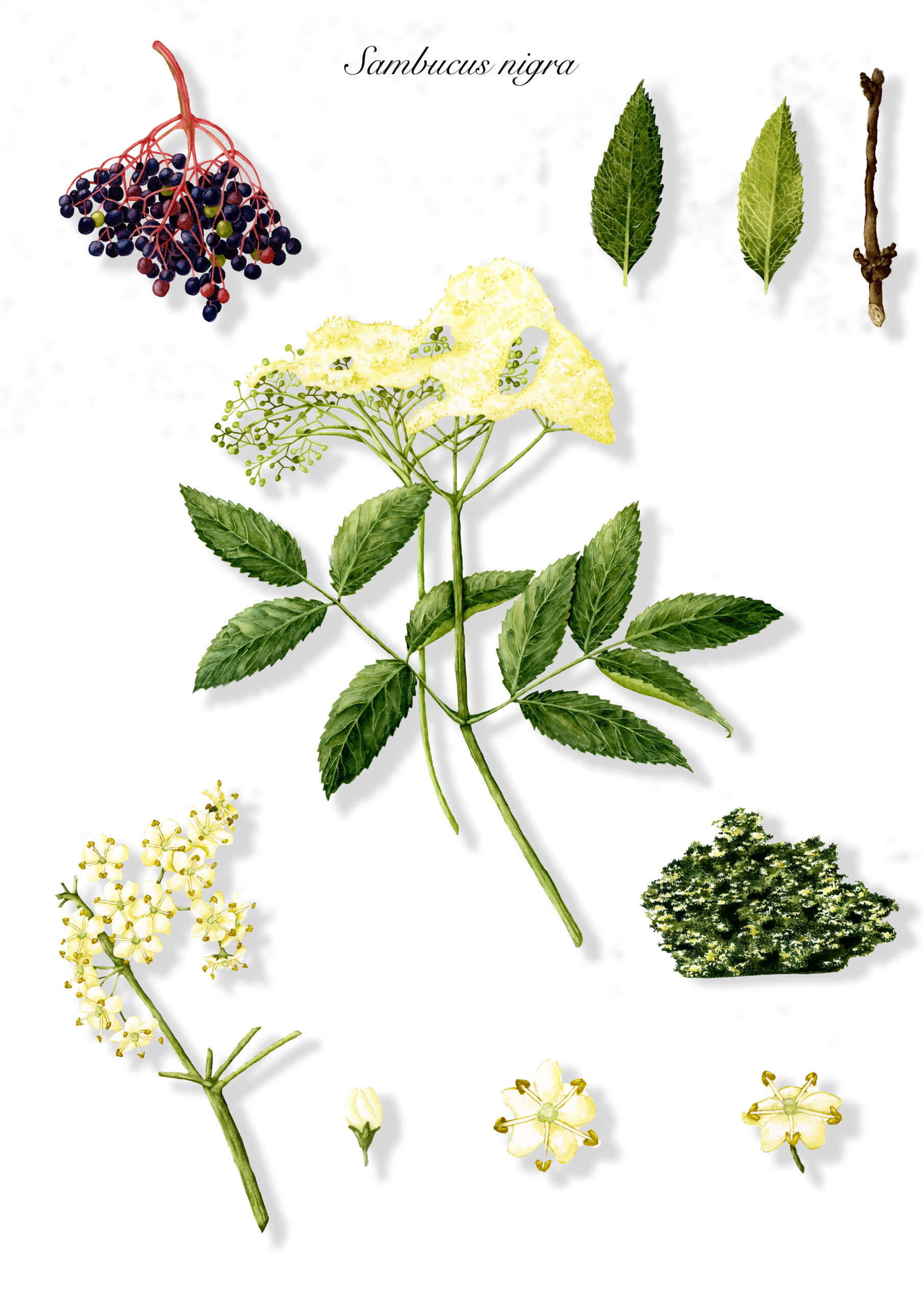 As Cores da Natureza